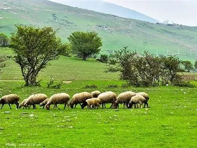 مصوبه مجلس برای خودکفایی در تولید گوشت قرمز/ اخذ یک درصد از ارزش واردات نهاده‌های دامی به منظور حمایت از بخش دام و طیور