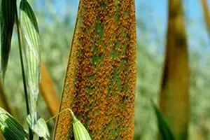 هشدار شیوع بیماری زنگ زرد در مزارع گندم استان مازندران