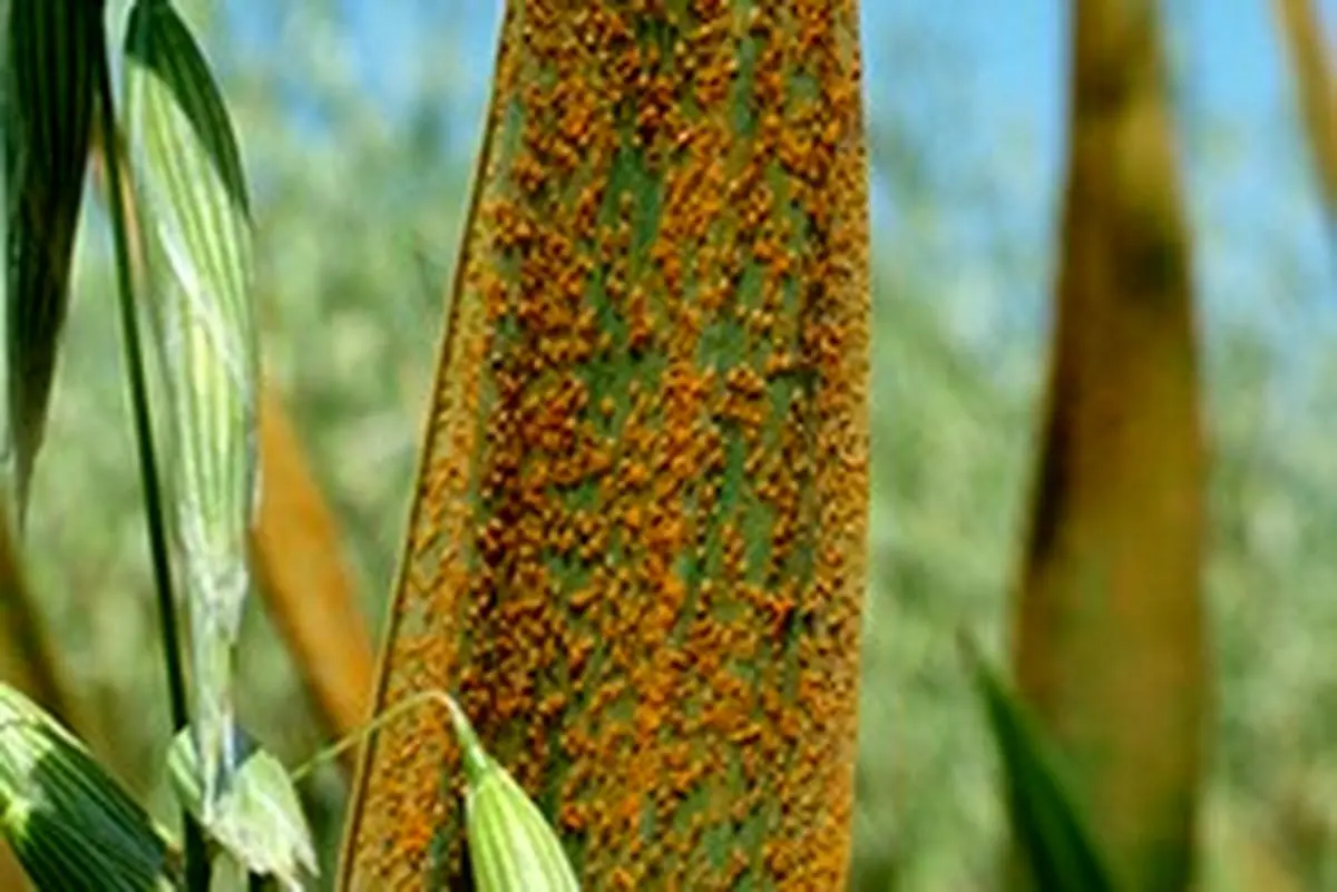 هشدار شیوع بیماری زنگ زرد در مزارع گندم استان مازندران