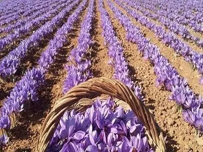 پیش بینی تولیدهزار و۸۰۰کیلوگرم طلای سرخ در مینودشت