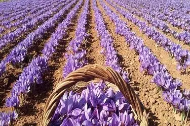 پیش بینی تولیدهزار و۸۰۰کیلوگرم طلای سرخ در مینودشت