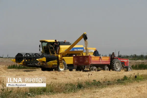  Iran 13th Largest Producer of Wheat in 2022: FAO