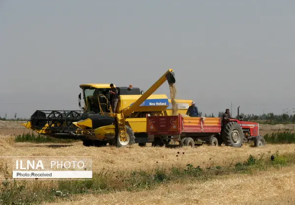 ۳۰ درصد گندم مزارع کشاورزی شهرستان دشتیاری برداشت شد