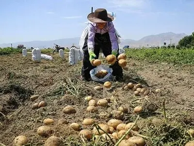 خرید حمایتی و توافقی ۶ هزار و ۸۰۰ تن سیب زمینی از کشاورزان گلستان