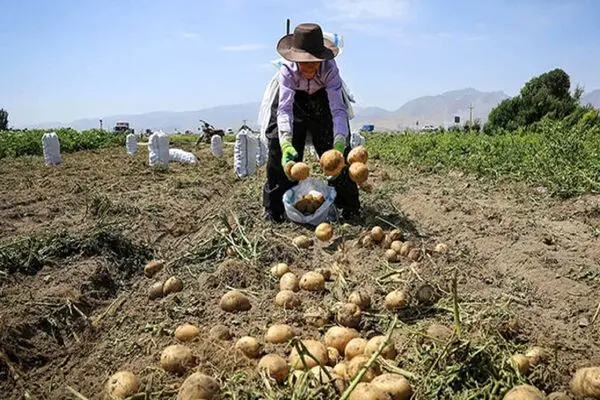 خرید حمایتی و توافقی ۶ هزار و ۸۰۰ تن سیب زمینی از کشاورزان گلستان