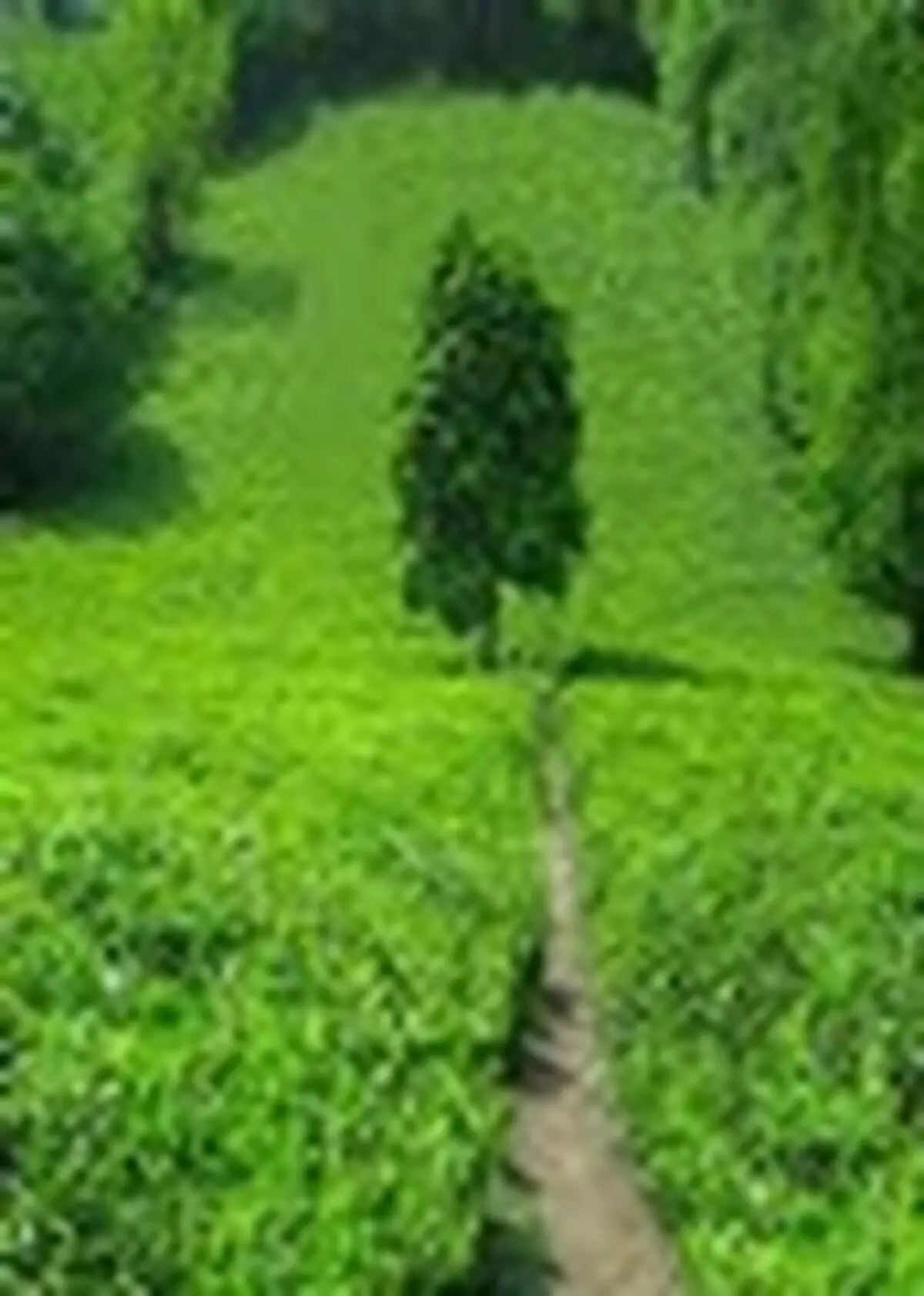 درخواست تسریع در پرداخت به‌زراعی باغات چای