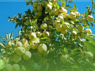 نگهداری سیب درختی برای زمستان | بهترین روش‌ها برای حفظ طعم و کیفیت سیب‌ها