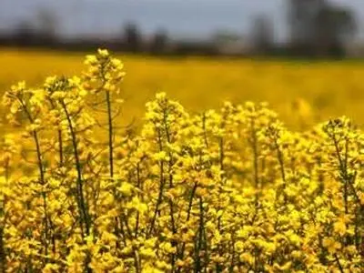 خریداری بیش از 260 تن دانه روغنی آفتابگردان از کشاورزان استان مازندران 