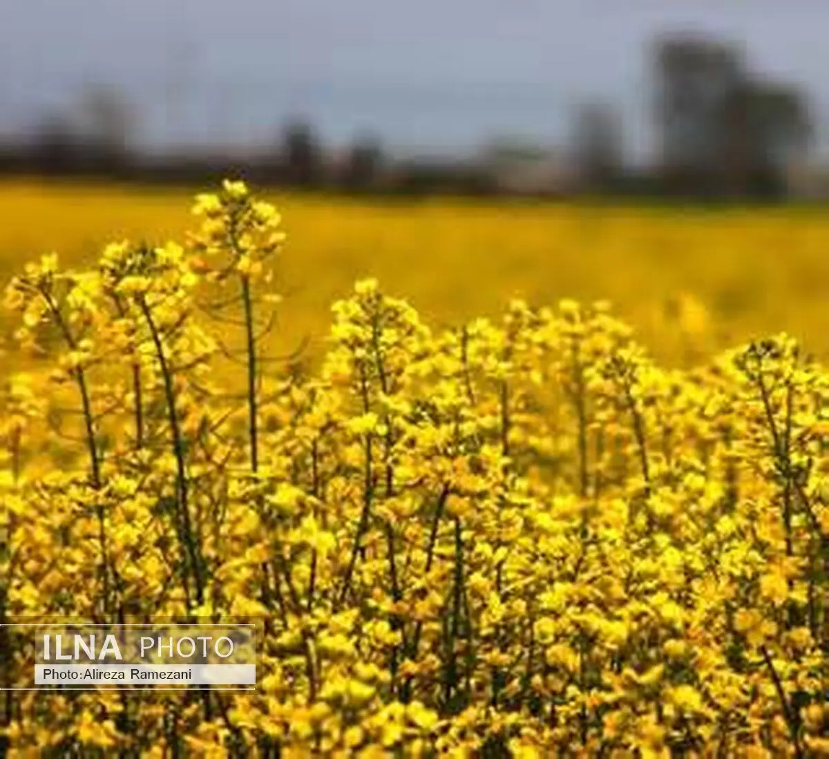خریداری بیش از 260 تن دانه روغنی آفتابگردان از کشاورزان استان مازندران 