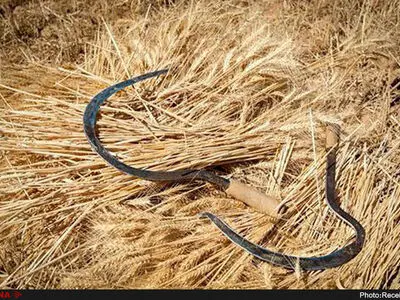 مشکل جدی در حوزه گندم نخواهیم داشت/ ممنوعیت خروج گندم از کشور ضروری است/ بسیاری از کشاورزان به بانک‌ها بدهکارند