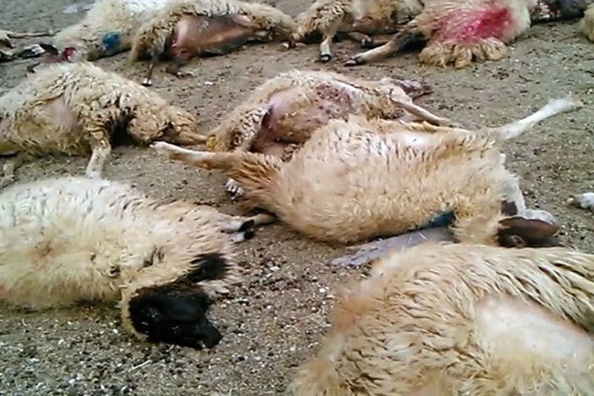 برخورد پژو پارس با چوپان و گله گوسفندان در بوشهر/ یک نفر کشته و ۱۷ رأس گوسفند تلف شدند