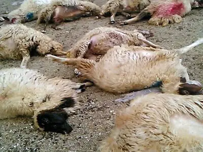 برخورد پژو پارس با چوپان و گله گوسفندان در بوشهر/ یک نفر کشته و ۱۷ رأس گوسفند تلف شدند