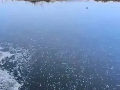نتایج آزمایشات نسل کشی ماهی ها، در زندگی بخش‌ترین رود فارس به کجا رسید؟/ بی توجهی؛ داستانی به مراتب غم انگیزتر از مرگ ماهی‌ها