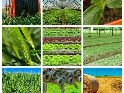 طرح‌های کشاورزی بیشترین سهم را در اشتغال روستایی کردستان دارند