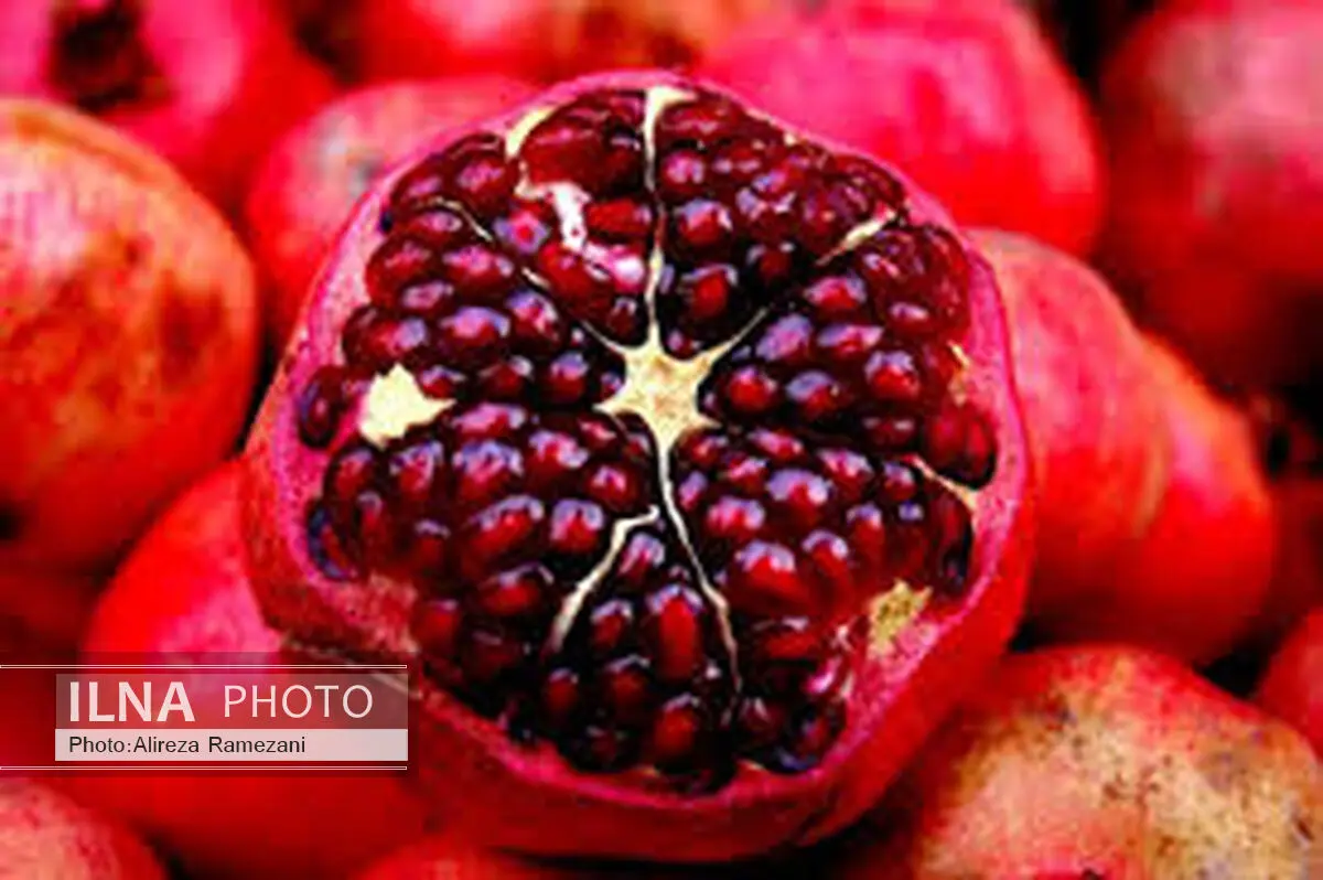 پایان برداشت انار در کاشان 