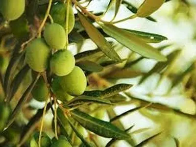 پیش‌بینی تولید ۱۵۰ هزار تن زیتون