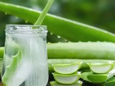 ۷ خاصیت و کاربرد شگفت‌انگیز آلوئه ورا را بشناسید