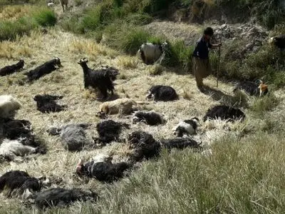 مرگ جمعیِ صد‌ها گوسفند در حاشیه کارون/بخشدار سوسن: در حال بررسی علت این موضوع هستیم+ فیلم