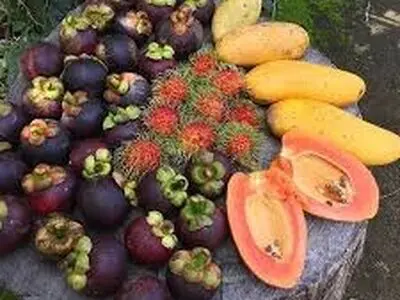 واردات دو میوه استوایی جدید به بازار/ آووکادو همچنان در انتظار اخذ مجوز ورود