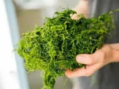 دستیابی محققان به دانش فنی تکثیر ماکرو جلبک‌های دریایی