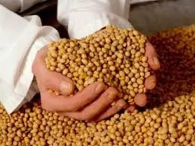 خریداری 5440 تن دانه روغنی سویا در سال زراعی جاری
