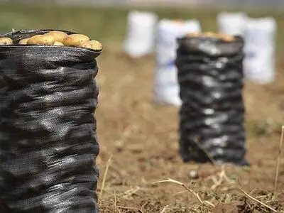 خطر قحطی سیب زمینی در سال آینده/ امسال کاهش برداشت خواهیم داشت