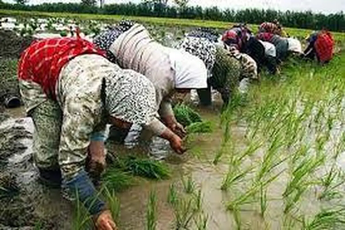 نشاء ۸۱ درصدی شالیزارهای گیلان/  آمادگی ایستگاه ها برای آبیاری تکمیلی
