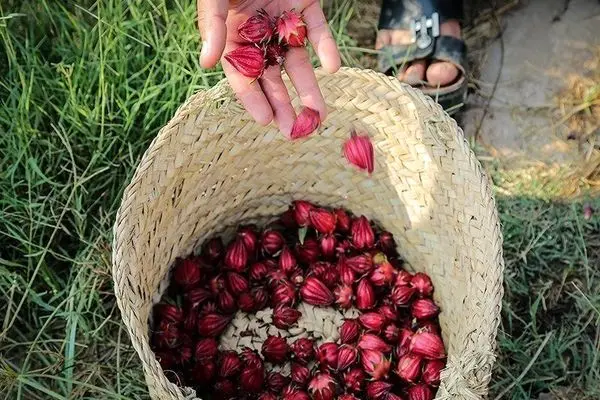 پیش بینی برداشت بیش از 100 تن چای از مزارع خوزستان