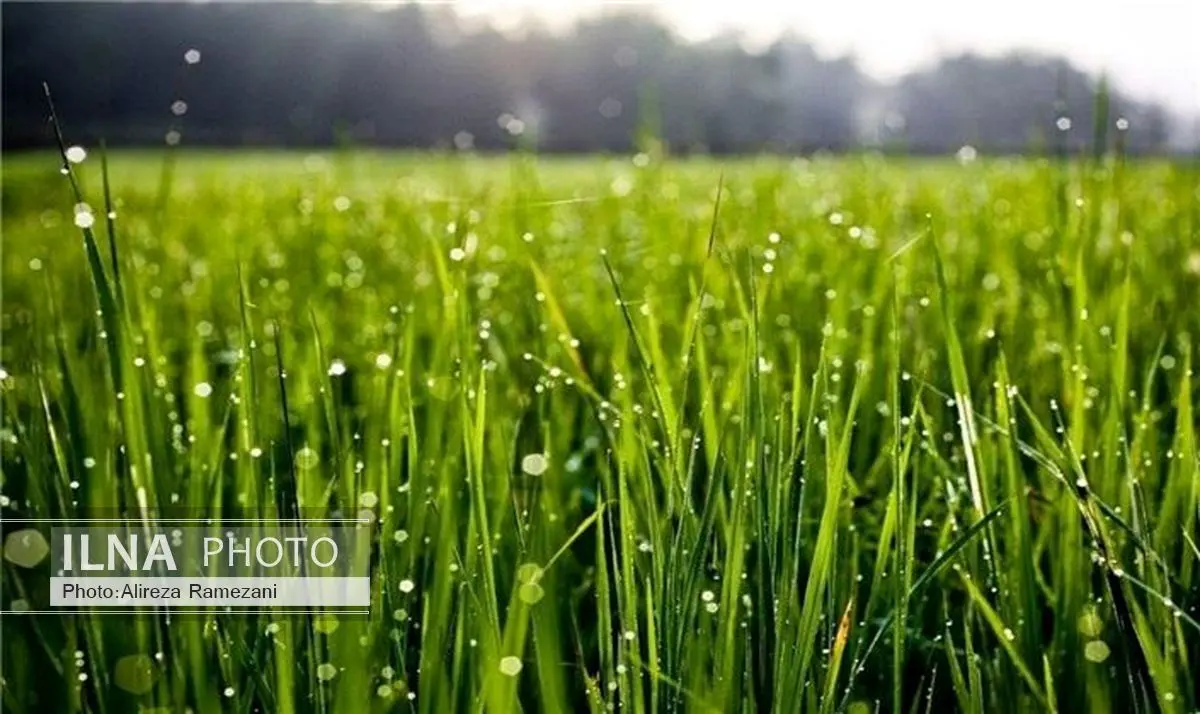 توصیه های هواشناسی کشاورزی برای آخر هفته جاری و ابتدای هفته آینده