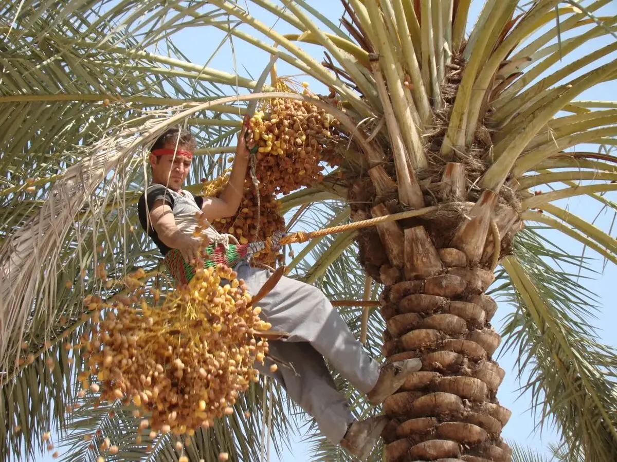 برداشت بیش از ۳۰ هزار تن خرما در فراشبند پیش‌بینی شد