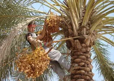 برداشت بیش از ۳۰ هزار تن خرما در فراشبند پیش‌بینی شد