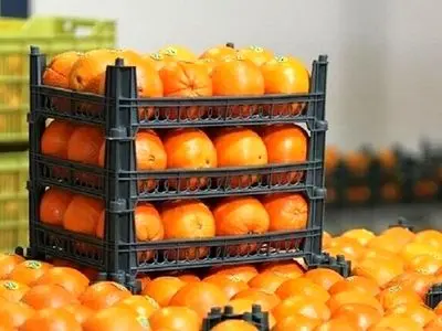  ۹۰۰ تن میوه شب عید در استان یزد ذخیره سازی شد  