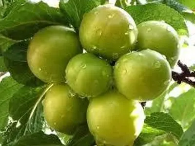 برداشت گوجه سبز در بخش سنگر رشت