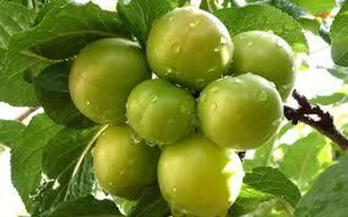 برداشت گوجه سبز در بخش سنگر رشت