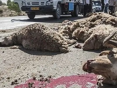 مراکش قربانی گوسفند برای عید قربان را ممنوع کرد