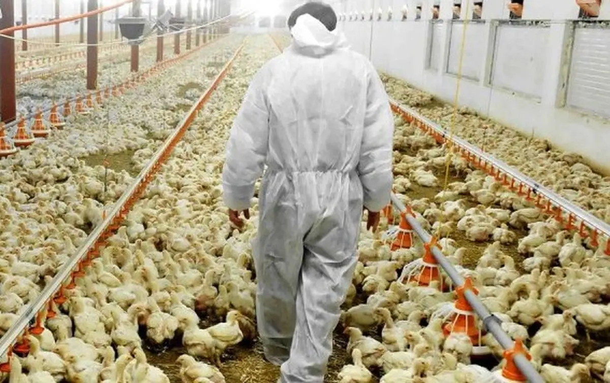 100 Million Chickens Infected With Avian Flu