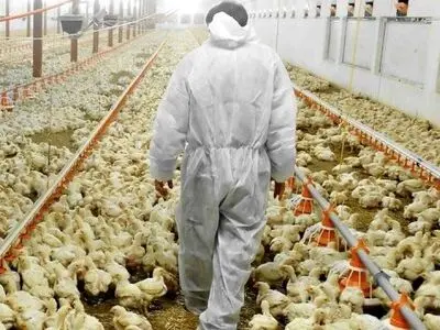 100 Million Chickens Infected With Avian Flu