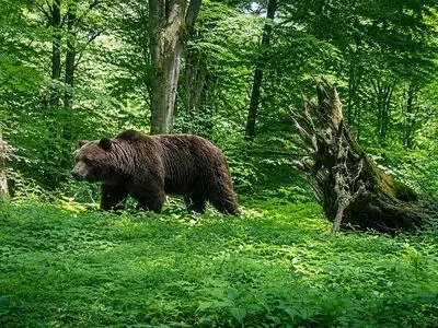 ثبت تصاویر سه قلاده خرس قهوه‌ای در جنگل‌های هیرکانی لنگرود
