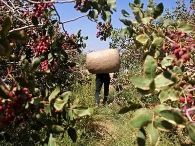 خاموشی‌ها، گرمای شدید، خشکسالی، تحریم‌های صادراتی؛ پسته زرندیه گرفتار در حصار تهدیدات