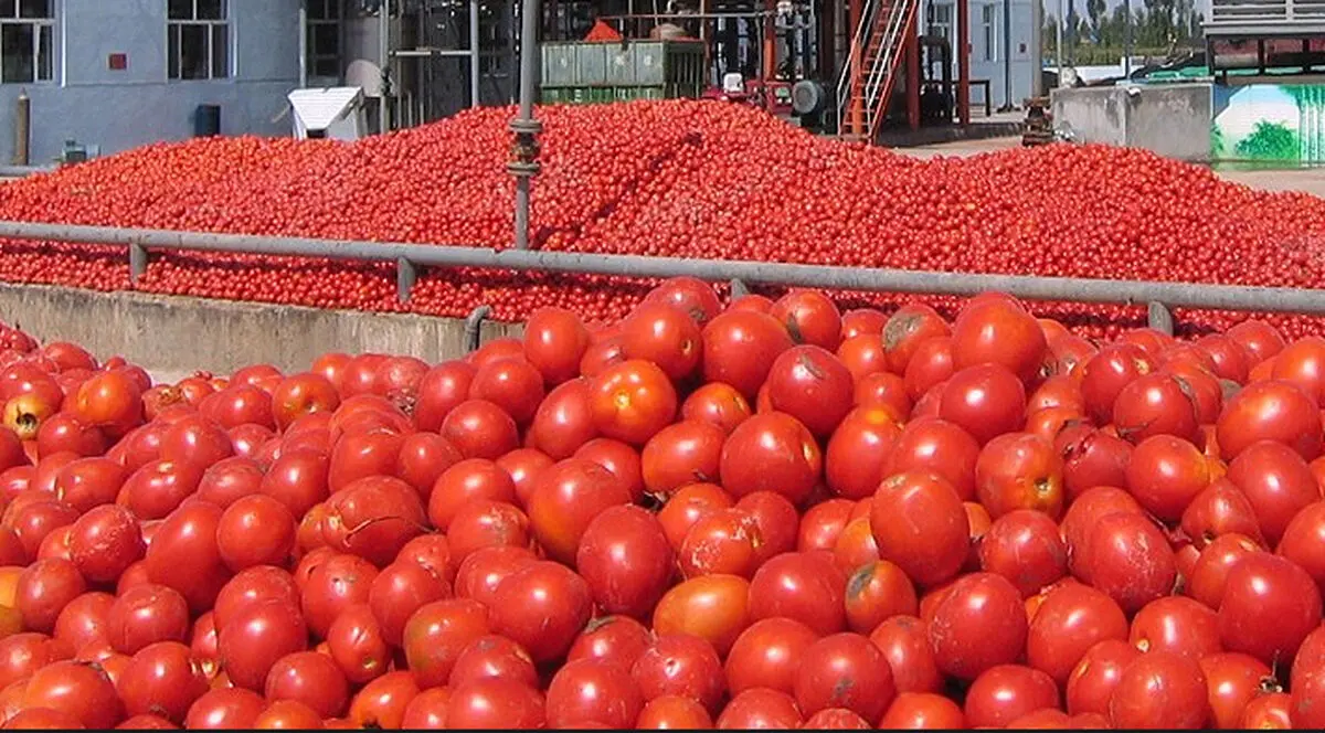 توقیف ۲۲ تن گوجه‌فرنگی قاچاق در گمرک پرویزخان