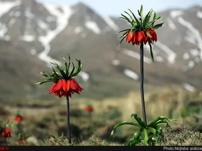 دشت لاله های واژگون خوانسار