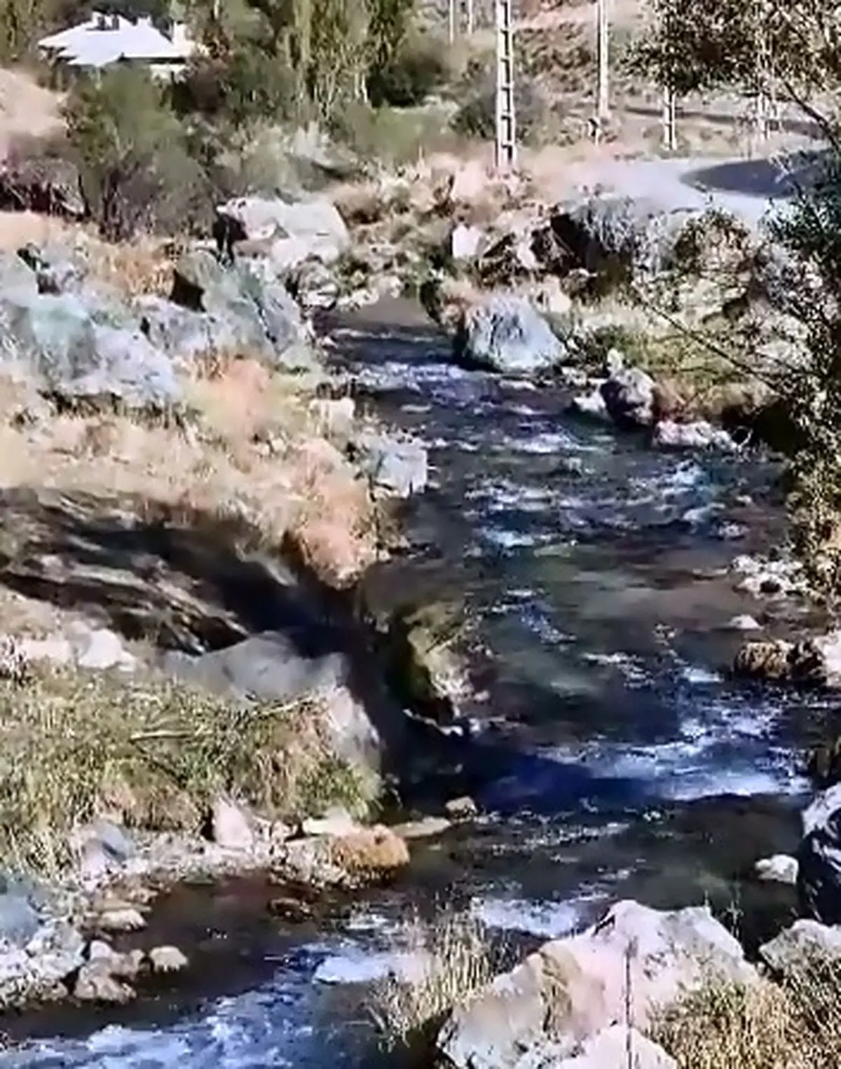 بازیگوشی گله گوزن‌ها در البرز جنوبی + فیلم