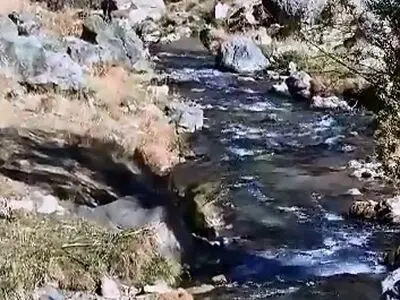 بازیگوشی گله گوزن‌ها در البرز جنوبی + فیلم