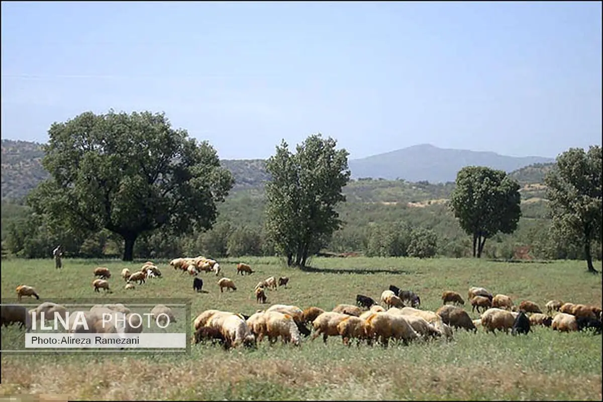 چرای بی‌رویه، مراتع چالدران را تهدید می‌کند