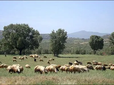 چرای بی‌رویه، مراتع چالدران را تهدید می‌کند