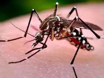 صید پشه آئدس در سراوان و چابهار/ زنگ خطر ابتلا به تب دنگی با تردد زائرین پاکستانی