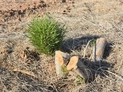 پاک سازی 200 هکتار از تاغزارهای آلوده به آفت شپشک و سفیدک در میامی 
