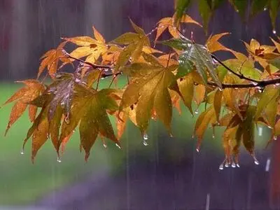 تعطیلی مدارس در بوشهر، گناوه و دیلم 