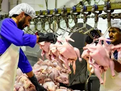 تجهیز 70 درصد کشتارگاه‌های طیور استان مرکزی به خط اتوماتیک تخلیه اندرونه
