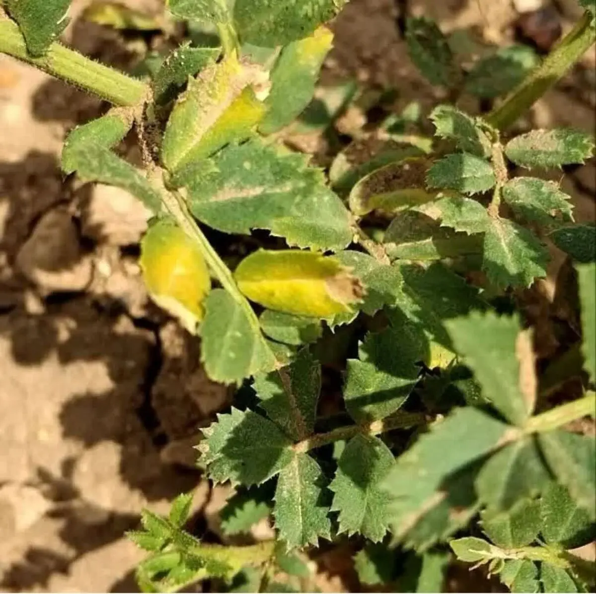 هشدار پایش مزارع نخود و مبارزه به موقع با بیماری برق زدگی نخود